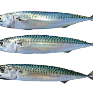 Buy Atlantic Mackerel