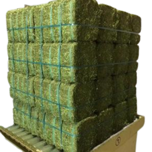 Buy Alfalfa Hay