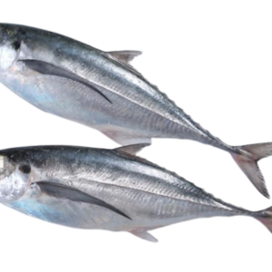 Buy Horse Mackerel