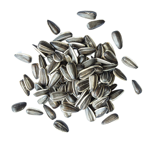 Buy Sunflower Seeds